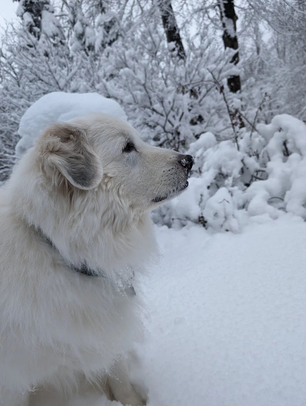 Casper